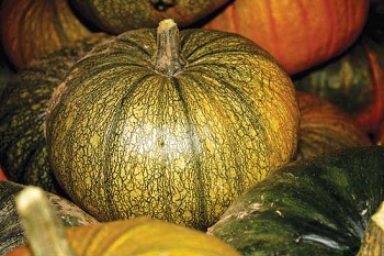 pumpkint jpg.jpg